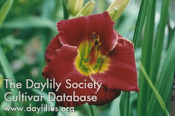 Daylily Doug's Red Mercedes
